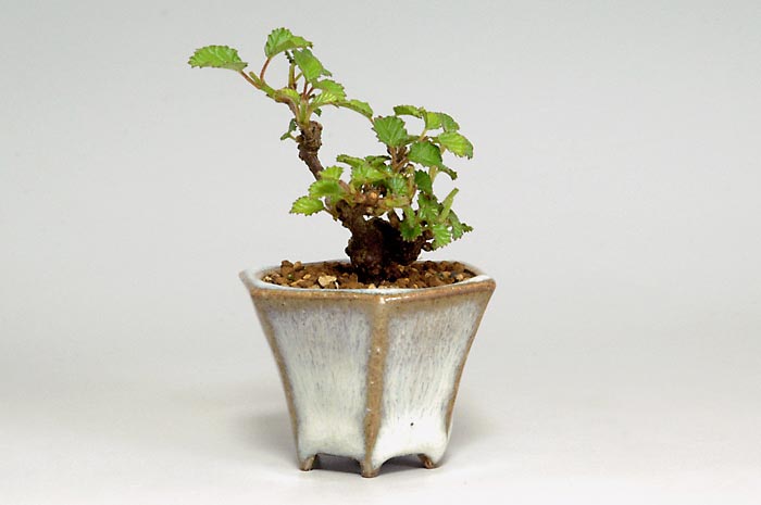 ガマズミR-1（がまずみ・金華山莢迷）実もの盆栽を左側から見た景色・Viburnum dilatatum bonsai