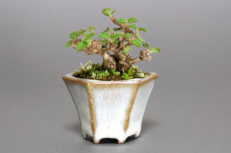 ガマズミR（がまずみ・金華山莢迷）実もの盆栽の販売と育て方・作り方・Viburnum dilatatum bonsai