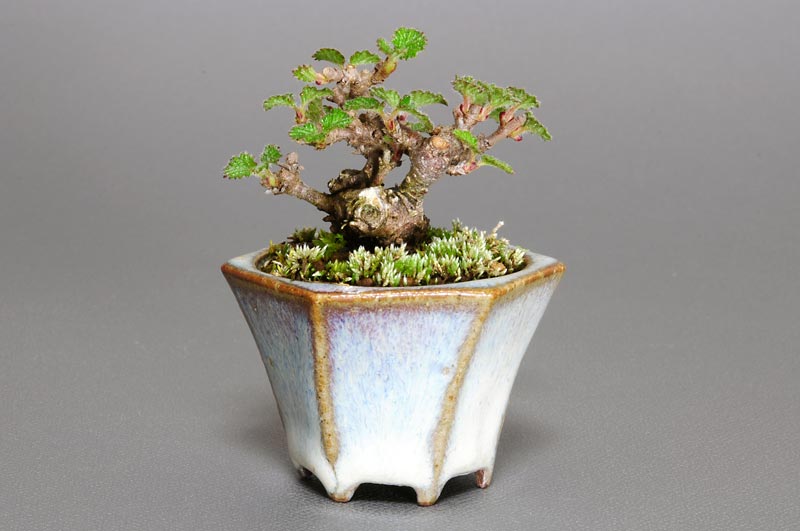 ガマズミR（がまずみ・金華山莢迷）実もの盆栽を裏側から見た景色・Viburnum dilatatum bonsai