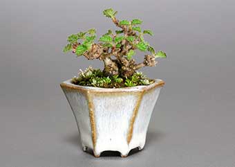 ガマズミR（がまずみ・莢迷）盆栽の樹作りの参考樹形・Viburnum dilatatum Best bonsai