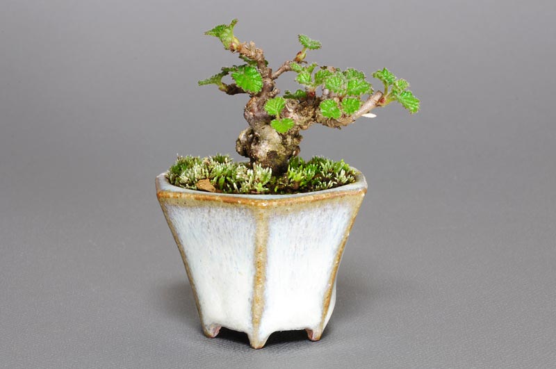 ガマズミR（がまずみ・金華山莢迷）実もの盆栽を左側から見た景色・Viburnum dilatatum bonsai