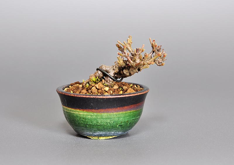 ガマズミ-R1（がまずみ・金華山莢迷）実もの盆栽の販売と育て方・作り方・Viburnum dilatatum bonsai