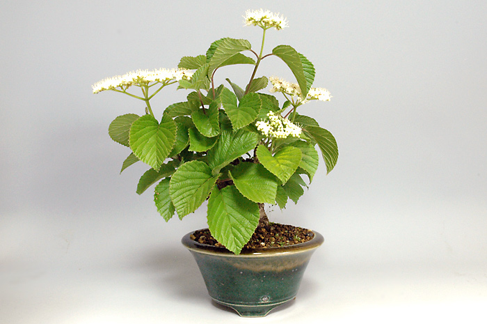 ガマズミS-1（がまずみ・莢迷）実もの盆栽を表側から見た景色・Viburnum dilatatum bonsai