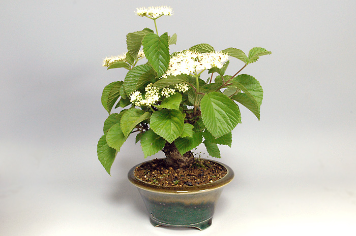 ガマズミS（がまずみ・莢迷）実もの盆栽を右側から見た景色・Viburnum dilatatum bonsai