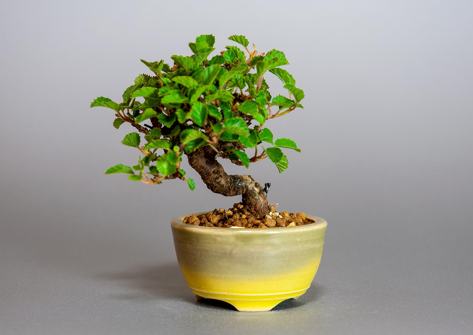 ガマズミ-S1（がまずみ・金華山莢迷）実もの盆栽の販売と育て方・作り方・Viburnum dilatatum bonsai