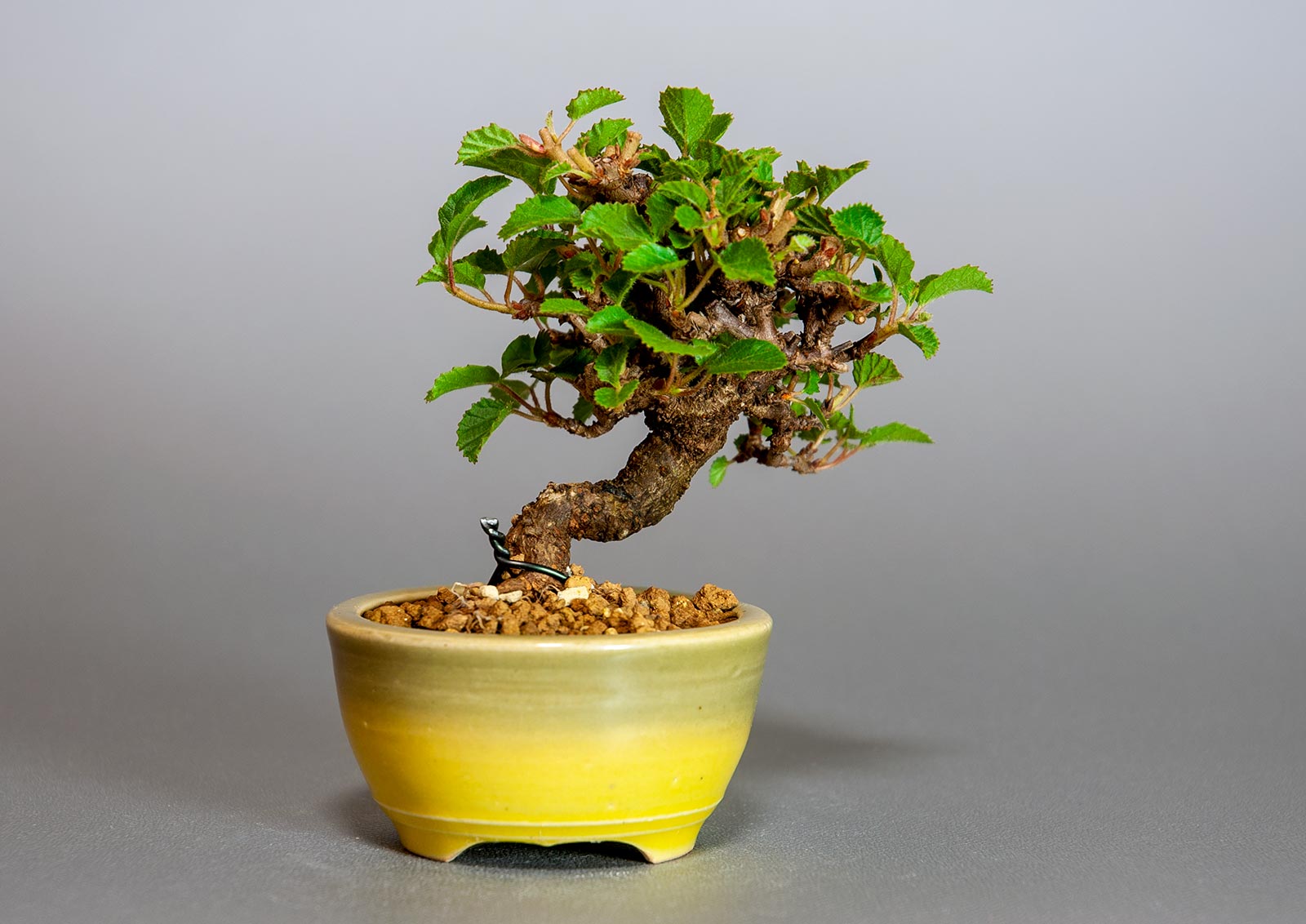 ミニ盆栽・ガマズミ-S1（がまずみ・金華山莢迷）実もの盆栽を裏側から見た景色・Viburnum dilatatum bonsai