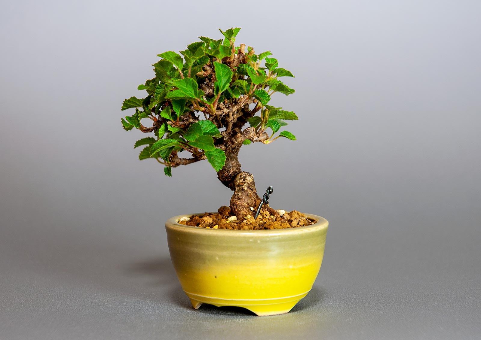 ミニ盆栽・ガマズミ-S1（がまずみ・金華山莢迷）実もの盆栽を右側から見た景色・Viburnum dilatatum bonsai