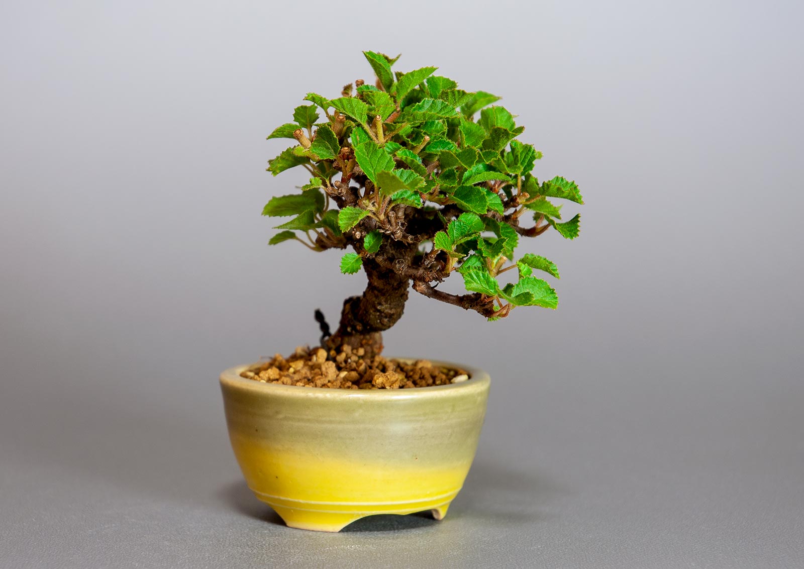 ミニ盆栽・ガマズミ-S1（がまずみ・金華山莢迷）実もの盆栽を左側から見た景色・Viburnum dilatatum bonsai