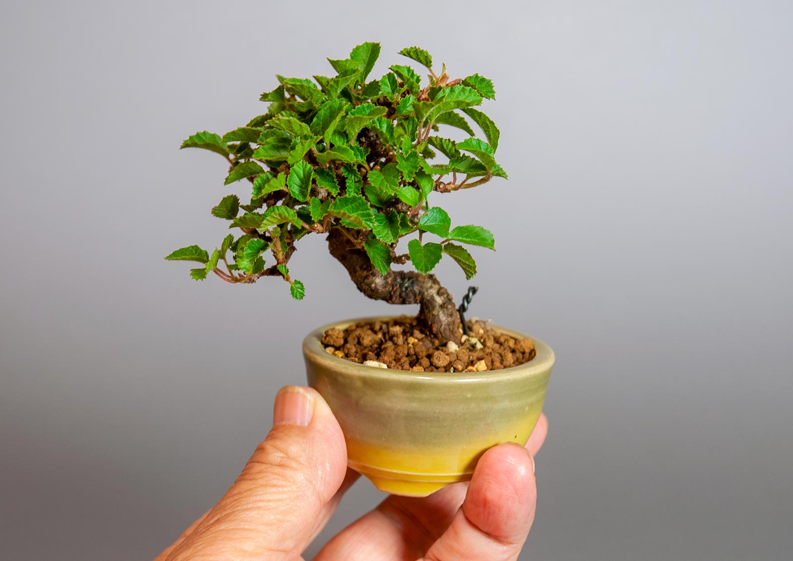 ミニ盆栽・ガマズミ-S1（がまずみ・金華山莢迷）実もの盆栽の手乗りの景色・Viburnum dilatatum bonsai