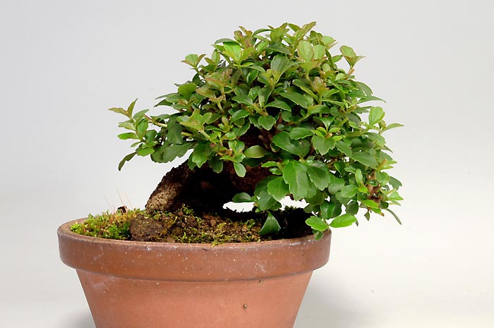 ガマズミT-1（がまずみ・莢迷）プチ盆栽の販売と育て方・作り方・Viburnum dilatatum bonsai photo