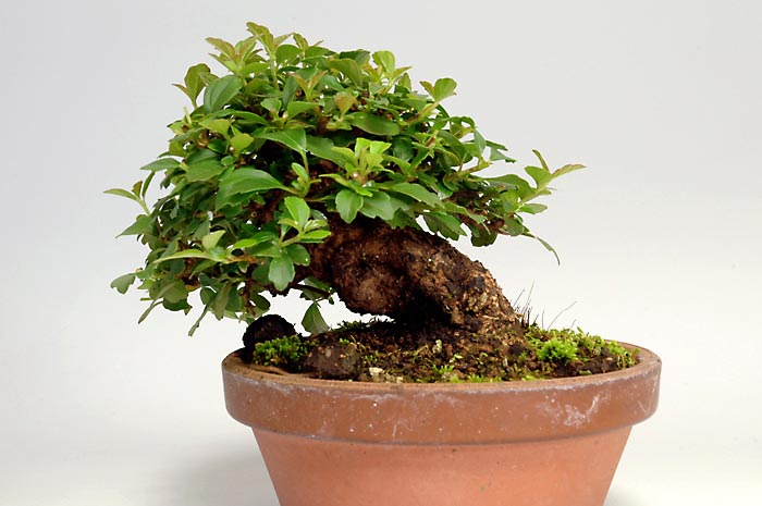 ガマズミT-1（がまずみ・莢迷）花もの盆栽を裏側から見た景色・Viburnum dilatatum bonsai photo