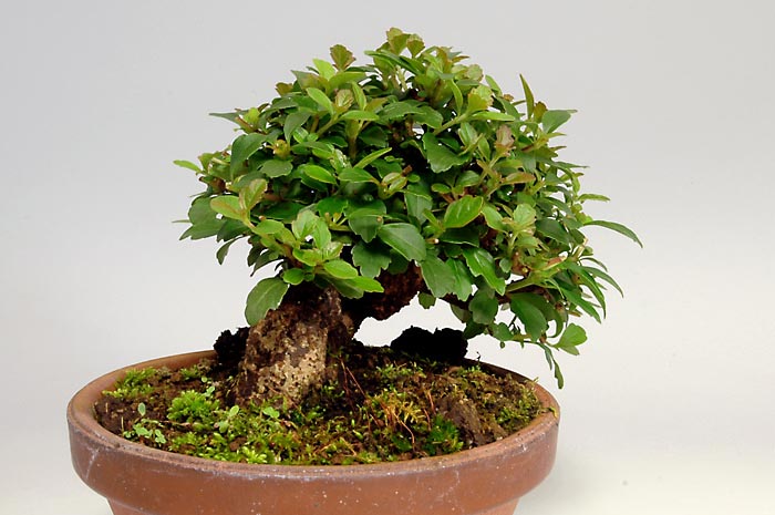 ガマズミT-1（がまずみ・莢迷）花もの盆栽を左側から見た景色・Viburnum dilatatum bonsai photo
