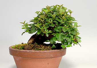 ガマズミT（がまずみ・莢迷）花もの盆栽の成長記録-1・Malus prunifolia bonsai