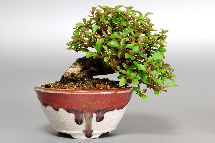 ガマズミT-2（がまずみ・莢迷）プチ盆栽の販売と育て方・作り方・Viburnum dilatatum bonsai photo