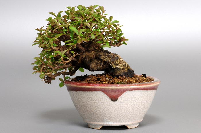 ガマズミT-2（がまずみ・莢迷）花もの盆栽を裏側から見た景色・Viburnum dilatatum bonsai photo