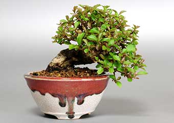 ガマズミT（がまずみ・莢迷）花もの盆栽の成長記録-2・Malus prunifolia bonsai