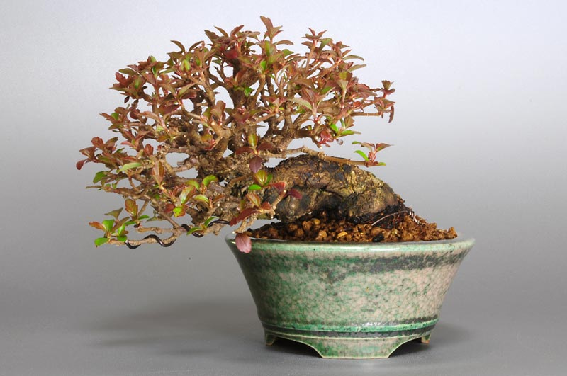 ガマズミT（がまずみ・莢迷）プチ盆栽の販売と育て方・作り方・Viburnum dilatatum bonsai photo