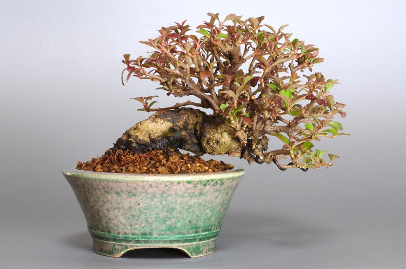 ガマズミT（がまずみ・莢迷）花もの盆栽を裏側から見た景色・Viburnum dilatatum bonsai photo