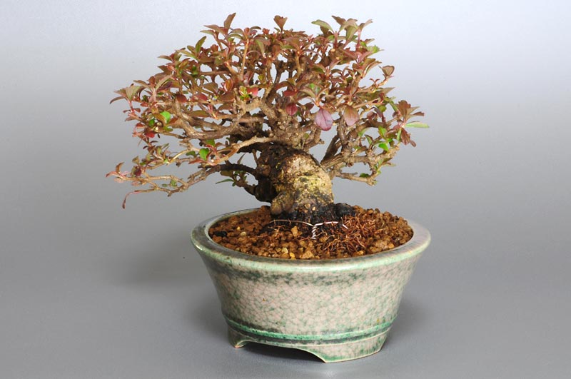 ガマズミT（がまずみ・莢迷）花もの盆栽を右側から見た景色・Viburnum dilatatum bonsai photo