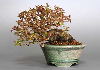 ガマズミ-T（がまずみ・莢迷）盆栽の樹作りの参考樹形・Viburnum dilatatum Best bonsai