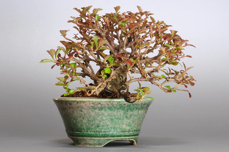 ガマズミT（がまずみ・莢迷）花もの盆栽を左側から見た景色・Viburnum dilatatum bonsai photo