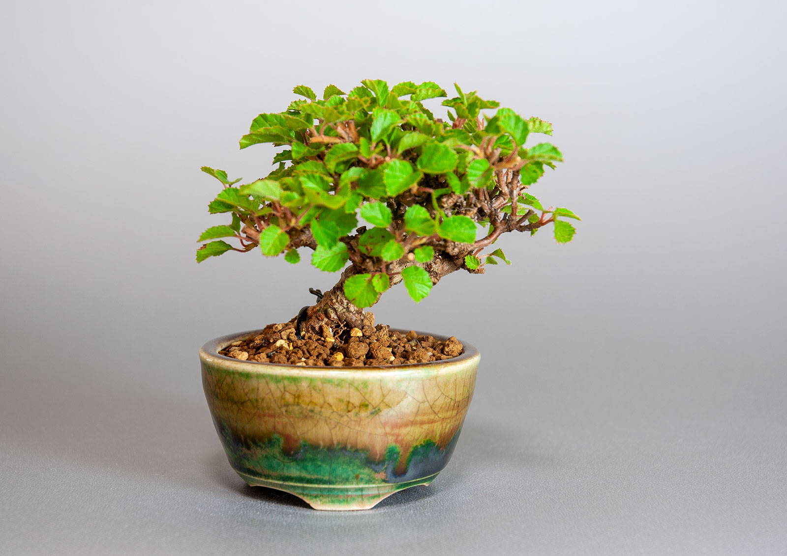 ガマズミ-T1（がまずみ・金華山莢迷）実もの盆栽の販売と育て方・作り方・Viburnum dilatatum bonsai