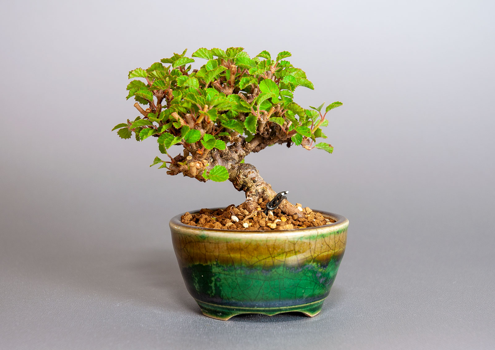 ガマズミ-T1（がまずみ・金華山莢迷）実もの盆栽を裏側から見た景色・Viburnum dilatatum bonsai