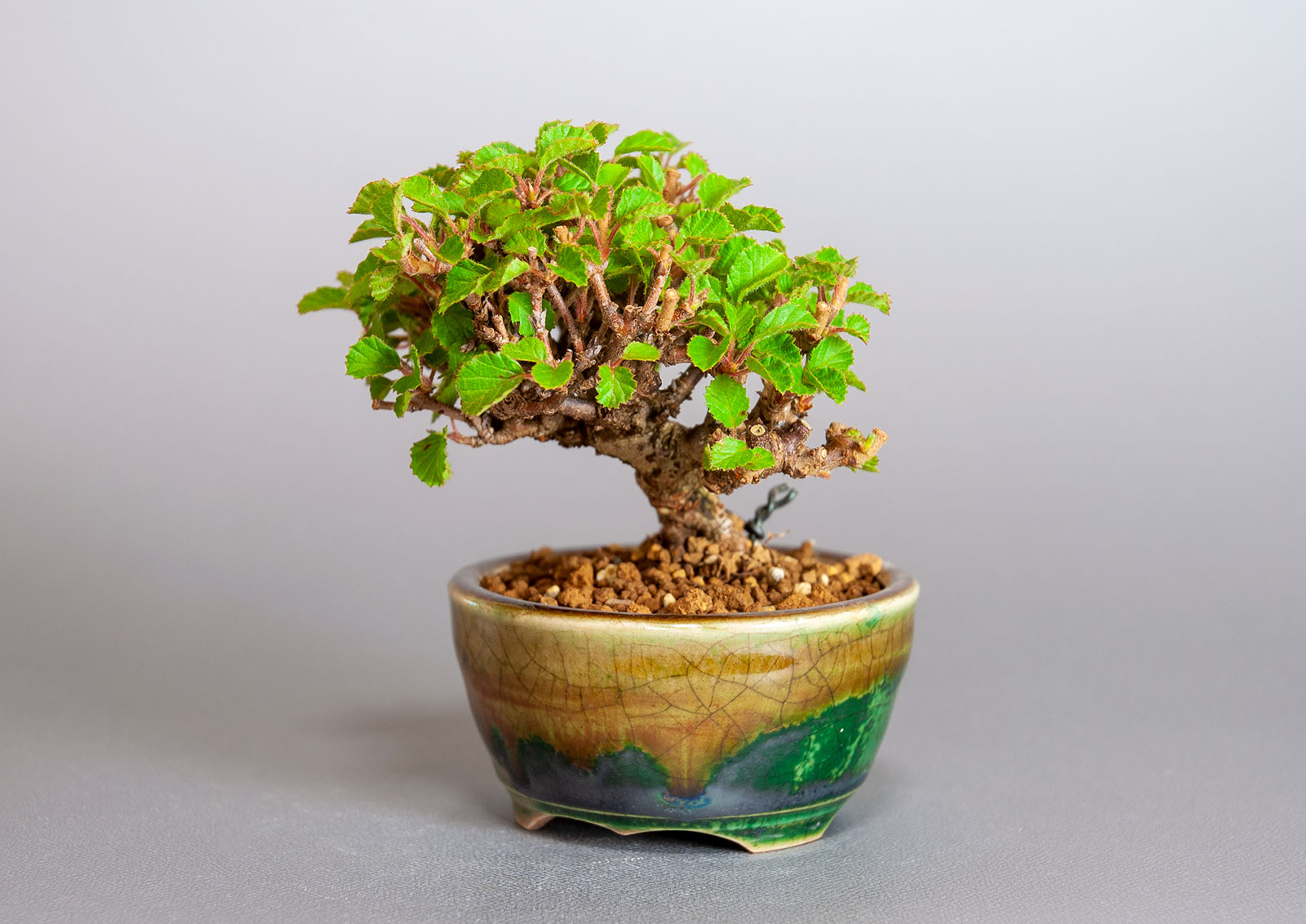 ガマズミ-T1（がまずみ・金華山莢迷）実もの盆栽を右側から見た景色・Viburnum dilatatum bonsai