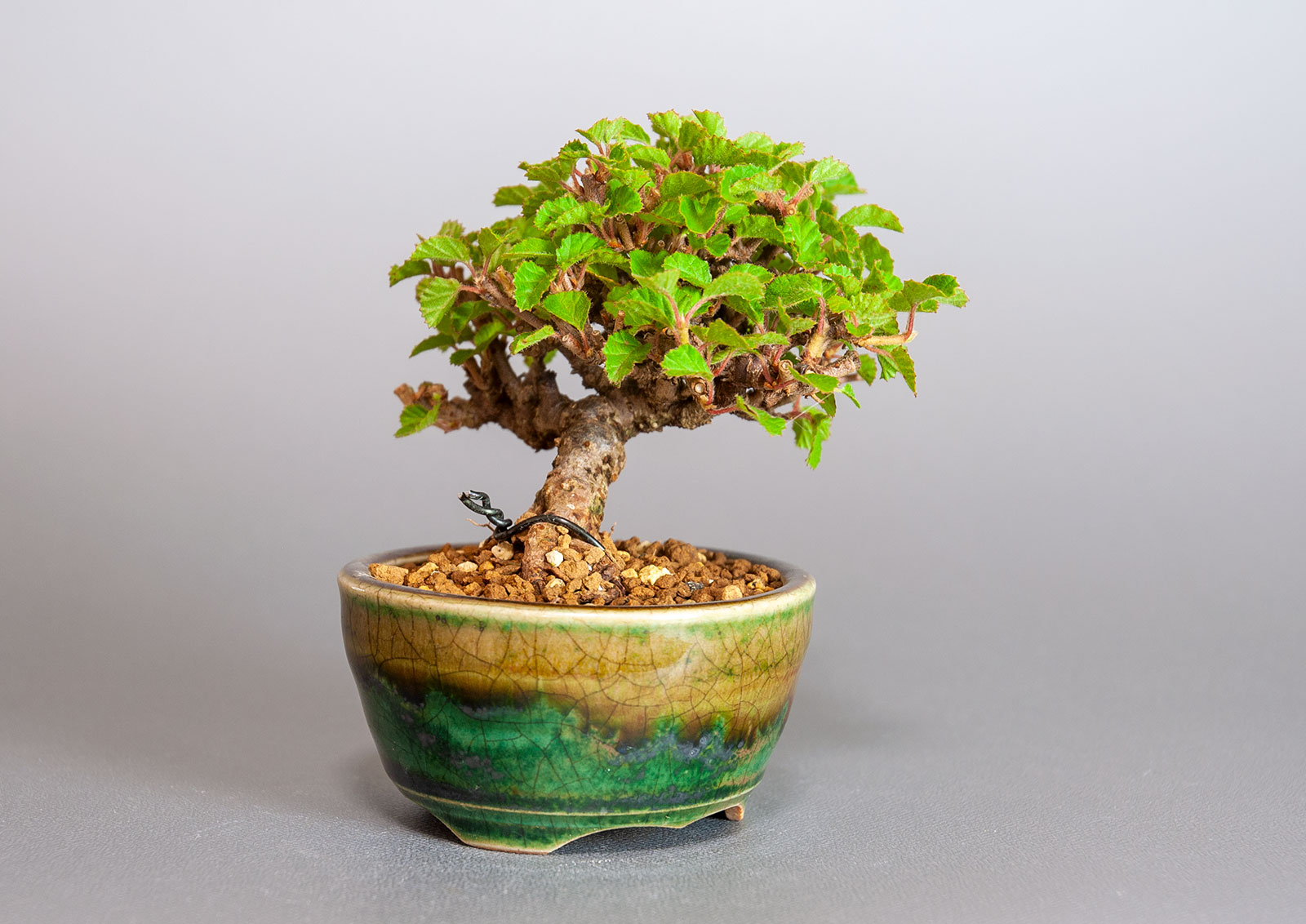 ガマズミ-T1（がまずみ・金華山莢迷）実もの盆栽を左側から見た景色・Viburnum dilatatum bonsai