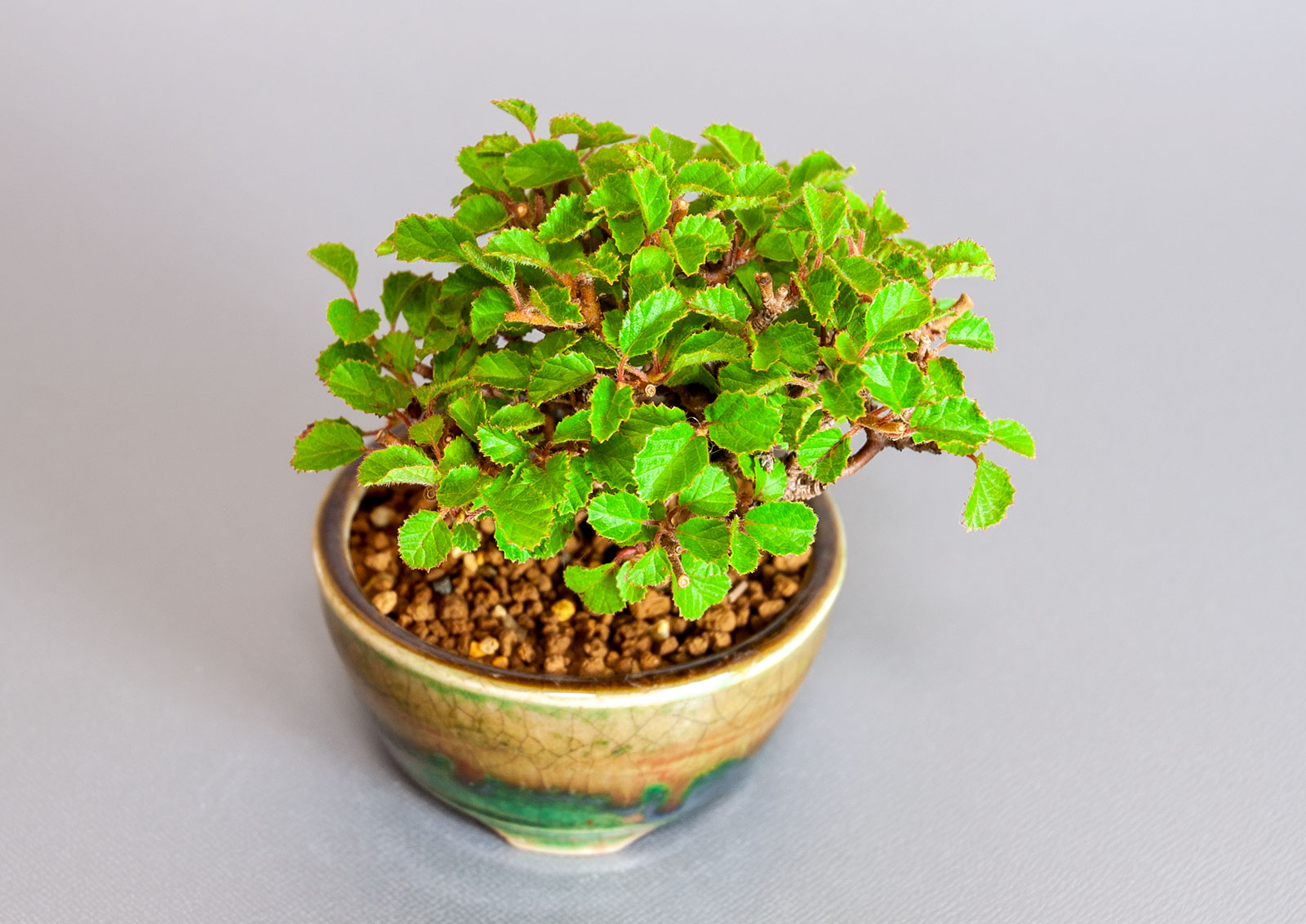 ガマズミ-T1（がまずみ・金華山莢迷）実もの盆栽を上側から見た景色・Viburnum dilatatum bonsai