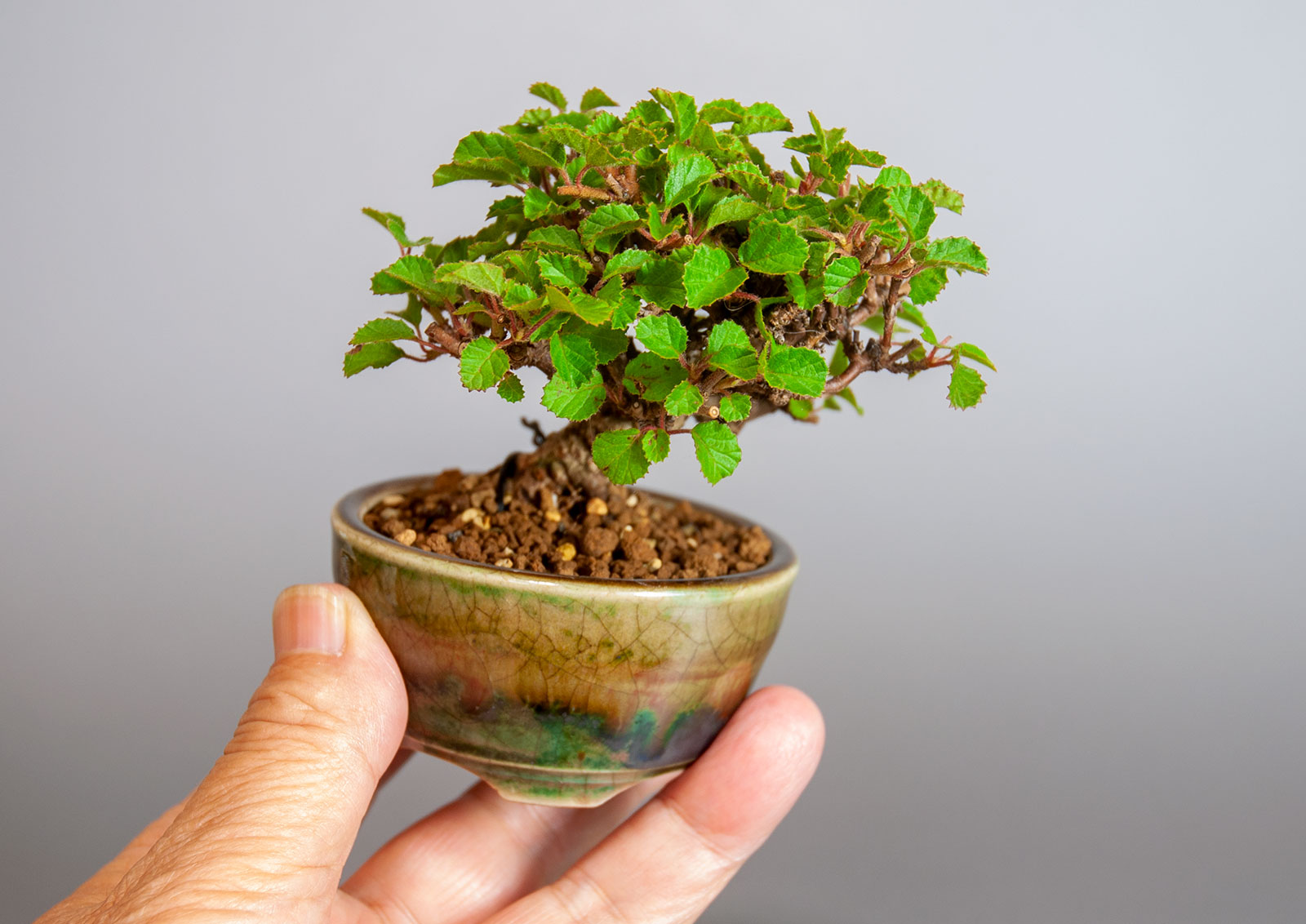 ガマズミ-T1（がまずみ・金華山莢迷）実もの盆栽の手乗りの景色・Viburnum dilatatum bonsai