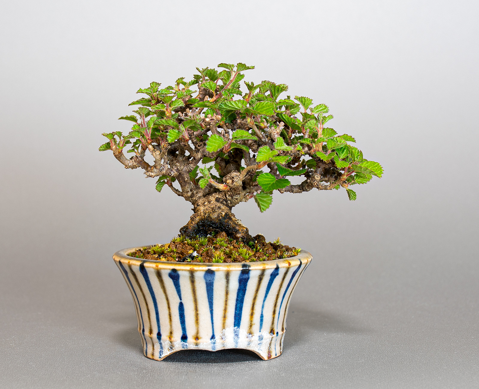 ミニ盆栽・ガマズミ-U1（がまずみ・金華山莢迷）実もの盆栽を裏側から見た景色・Viburnum dilatatum bonsai