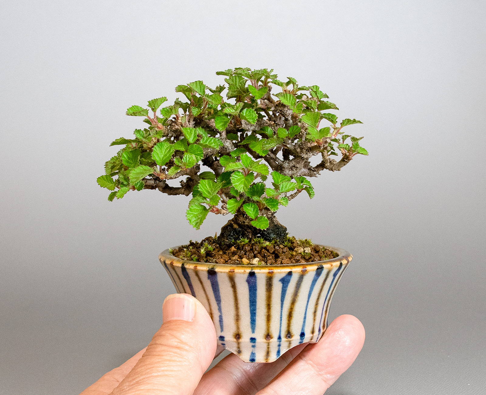ミニ盆栽・ガマズミ-U1（がまずみ・金華山莢迷）実もの盆栽の手乗りの景色・Viburnum dilatatum bonsai
