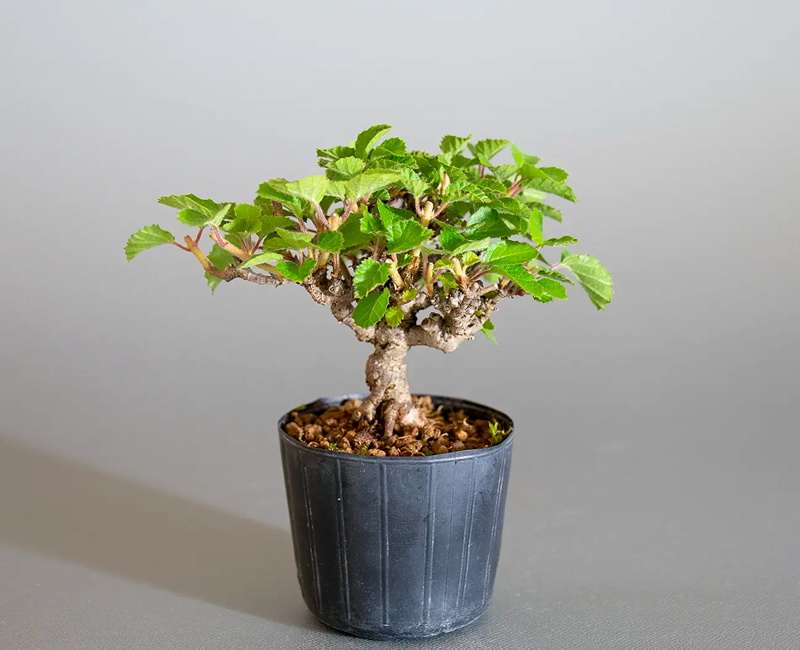 ガマズミ-V1（がまずみ・金華山莢迷）実もの盆栽の販売と育て方・作り方・Viburnum dilatatum bonsai