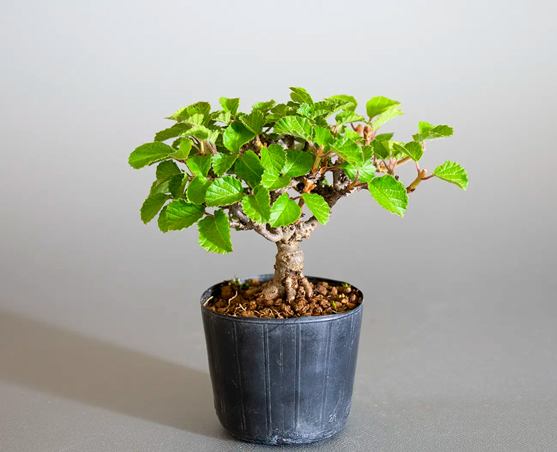 ミニ盆栽・ガマズミ-V1（がまずみ・金華山莢迷）実もの盆栽を裏側から見た景色・Viburnum dilatatum bonsai