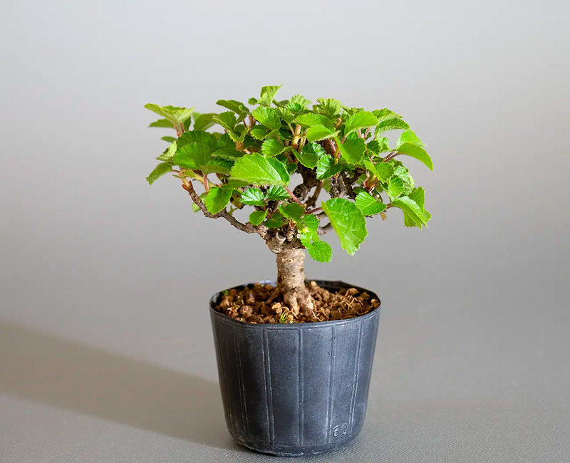 ミニ盆栽・ガマズミ-V1（がまずみ・金華山莢迷）実もの盆栽を右側から見た景色・Viburnum dilatatum bonsai