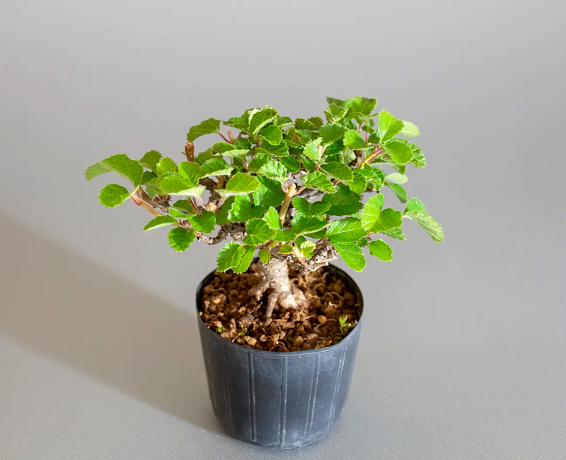 ミニ盆栽・ガマズミ-V1（がまずみ・金華山莢迷）実もの盆栽の上側から見た景色・Viburnum dilatatum bonsai