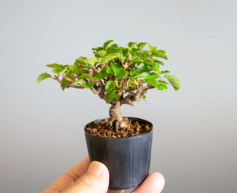 ミニ盆栽・ガマズミ-V1（がまずみ・金華山莢迷）実もの盆栽の手乗りの景色・Viburnum dilatatum bonsai