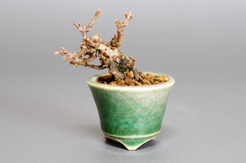 ガマズミ-X（がまずみ・金華山莢迷）実もの盆栽の販売と育て方・作り方・Viburnum dilatatum bonsai