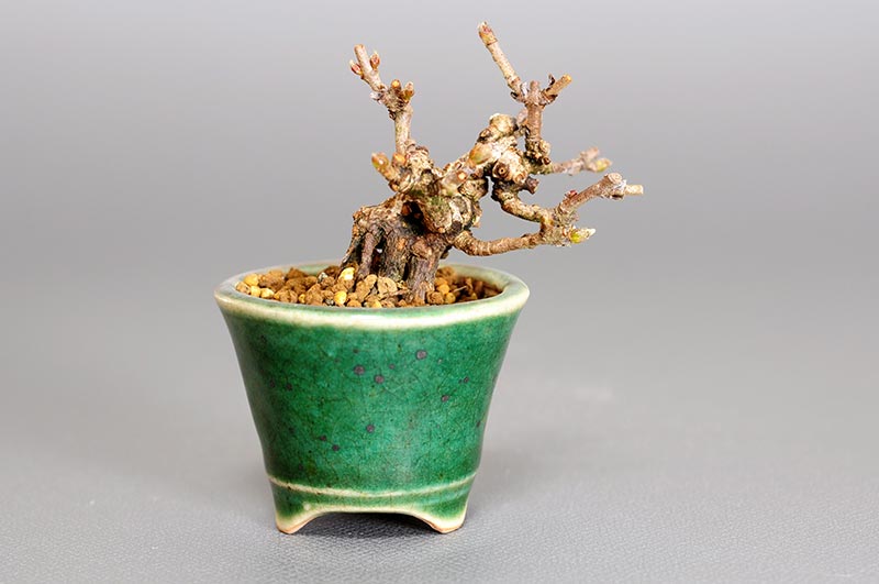 ガマズミX（がまずみ・金華山莢迷）実もの盆栽を裏側から見た景色・Viburnum dilatatum bonsai