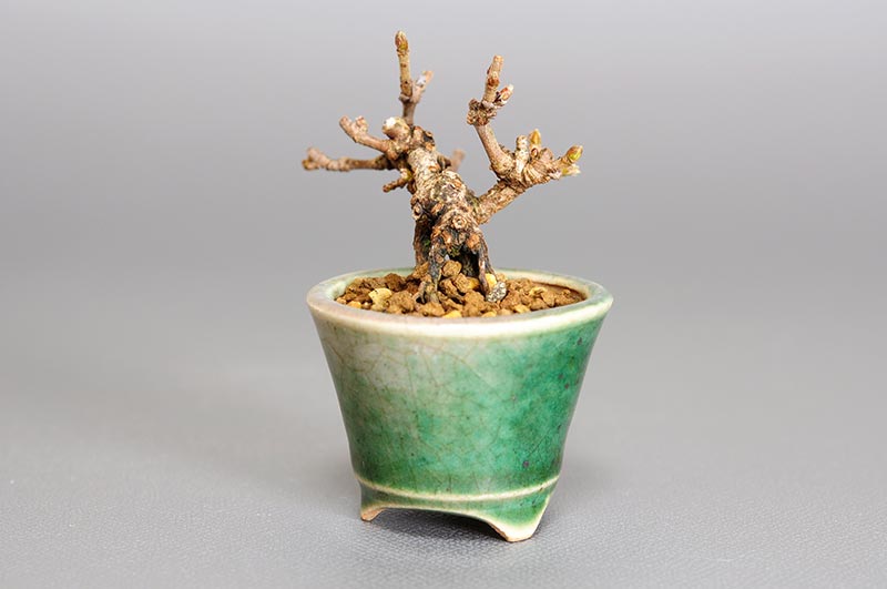 ガマズミ-X（がまずみ・金華山莢迷）実もの盆栽を右側から見た景色・Viburnum dilatatum bonsai