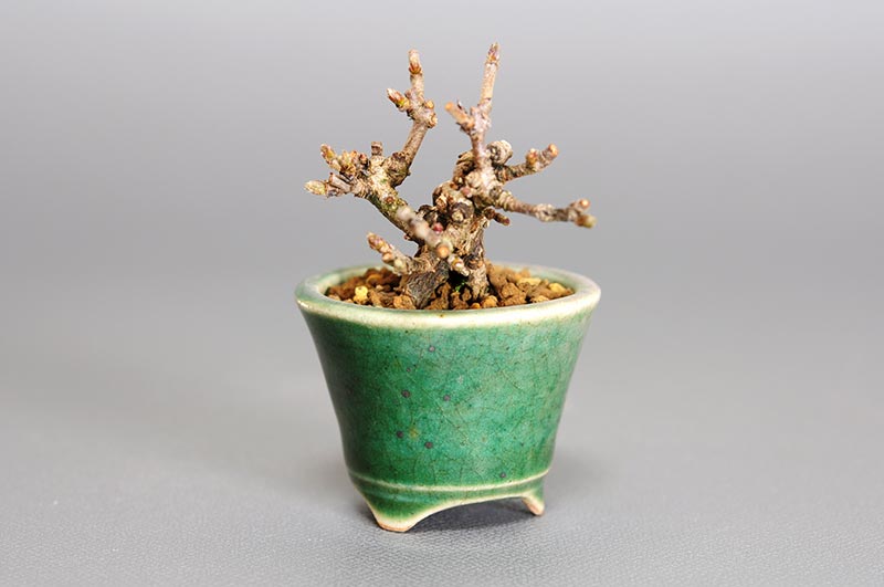 ガマズミ-X（がまずみ・金華山莢迷）実もの盆栽を左側から見た景色・Viburnum dilatatum bonsai