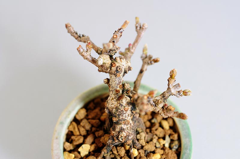 ガマズミX（がまずみ・金華山莢迷）実もの盆栽を上側から見た景色・Viburnum dilatatum bonsai