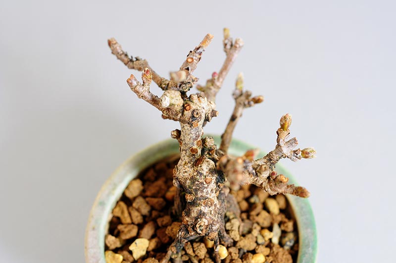 ガマズミ-X（がまずみ・金華山莢迷）実もの盆栽を上側から見た景色・Viburnum dilatatum bonsai