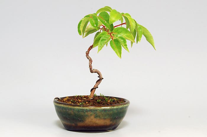 ミニ盆栽・ゴンズイA（ごんずい・権萃）実もの盆栽を左側から見た景色・Euscaphis japonica bonsai