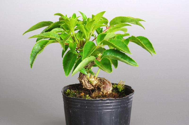 ゴンズイB（ごんずい・権萃）実もの盆栽の販売と育て方・作り方・Euscaphis japonica bonsai