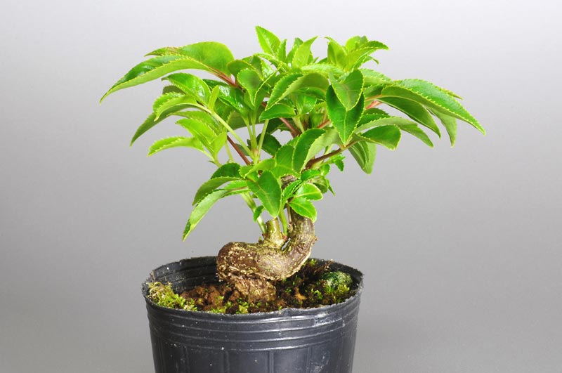 ミニ盆栽・ゴンズイB（ごんずい・権萃）実もの盆栽を裏側から見た景色・Euscaphis japonica bonsai