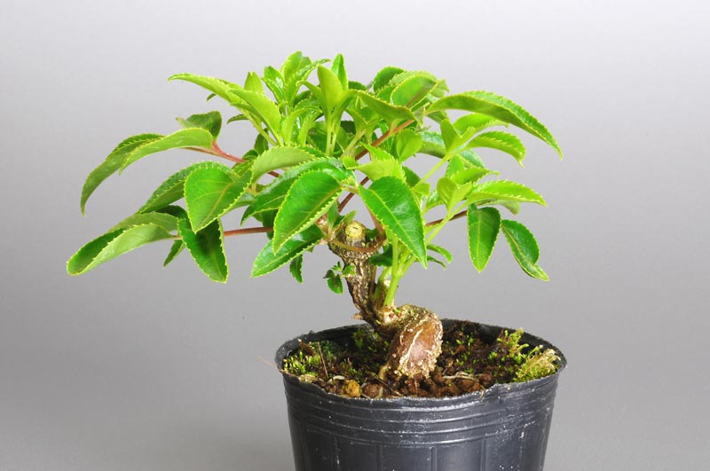 ミニ盆栽・ゴンズイB（ごんずい・権萃）実もの盆栽を右側から見た景色・Euscaphis japonica bonsai