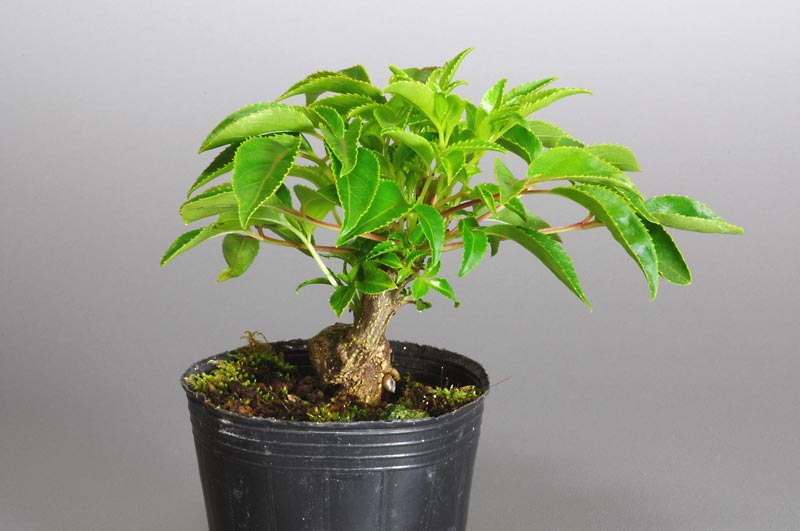 ミニ盆栽・ゴンズイB（ごんずい・権萃）実もの盆栽を左側から見た景色・Euscaphis japonica bonsai