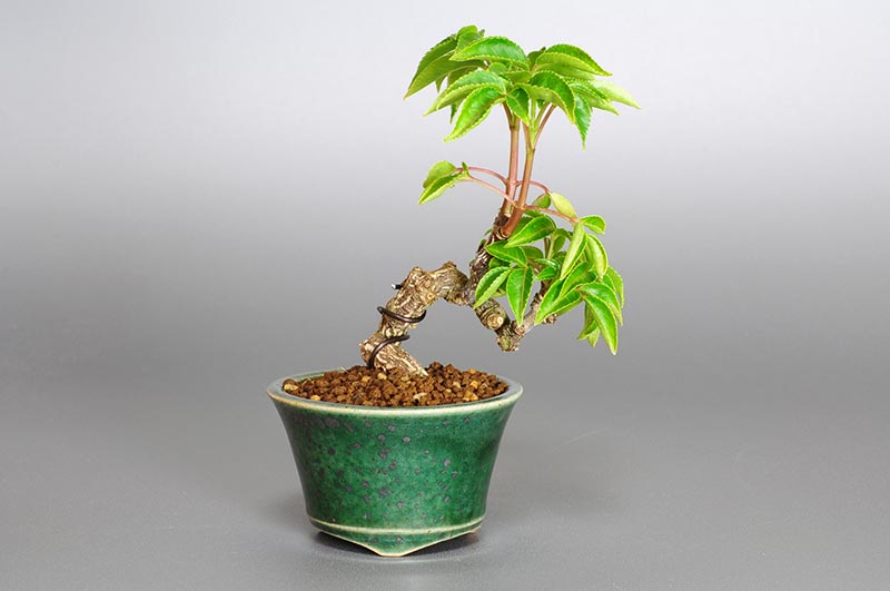 ゴンズイC（ごんずい・権萃）実もの盆栽の販売と育て方・作り方・Euscaphis japonica bonsai